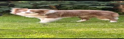 Border Collie dogs for stud: Lilac and White Border Collie for stud - Advert 5