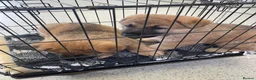 German Shepherd dogs for sale: GERMAN SHEPHERD PUPS - Advert 21