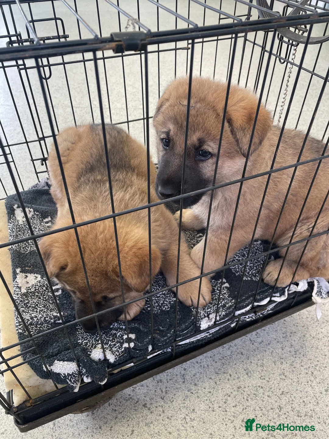 German Shepherd dogs for sale: GERMAN SHEPHERD PUPS - Advert 21