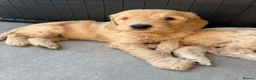 Mixed Breed dogs for sale: Multigeneration Cream/Apricot Double Labradoodles  - Advert 7