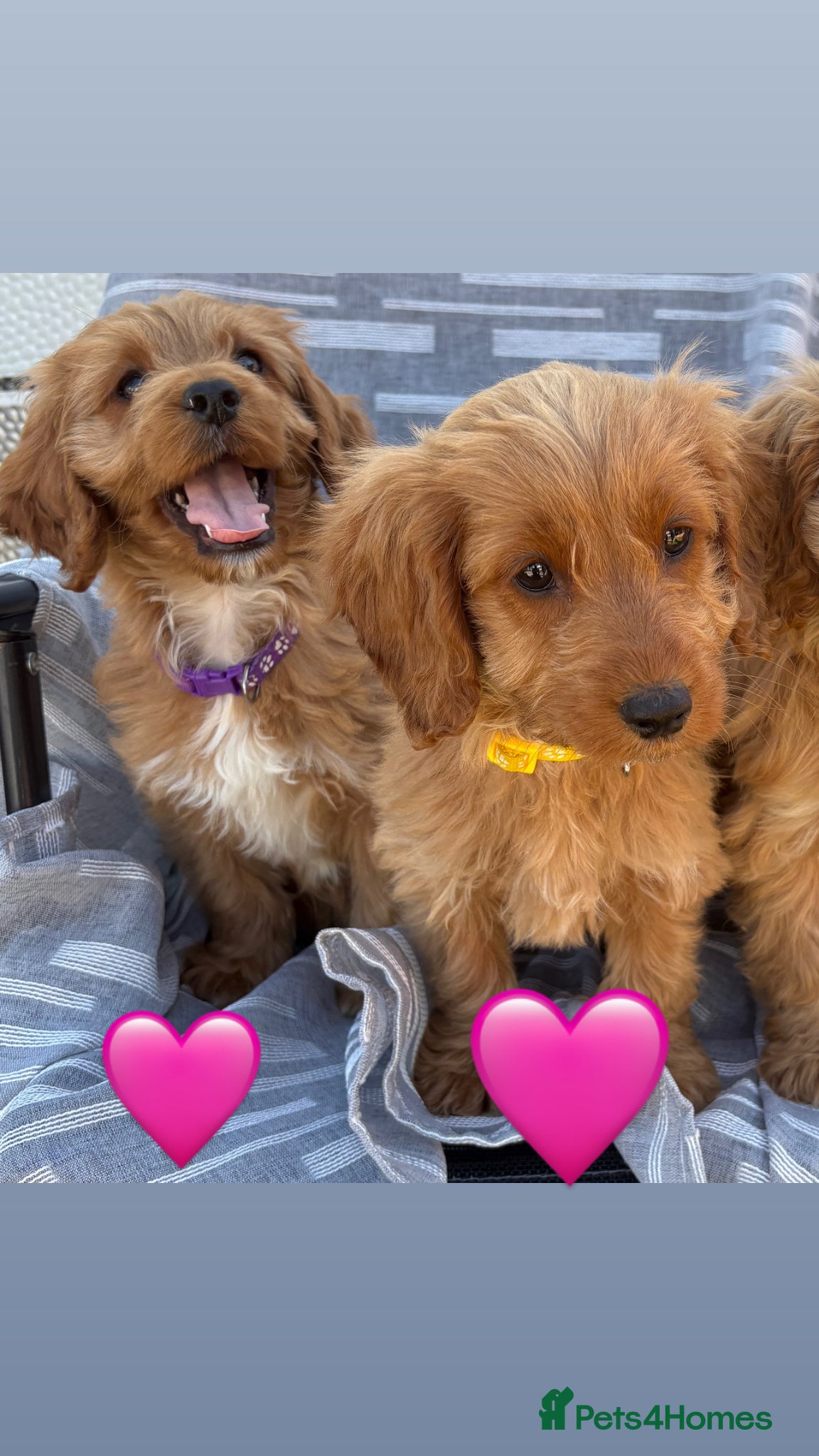 Cockapoo dogs Cockerpoo  - Advert 1