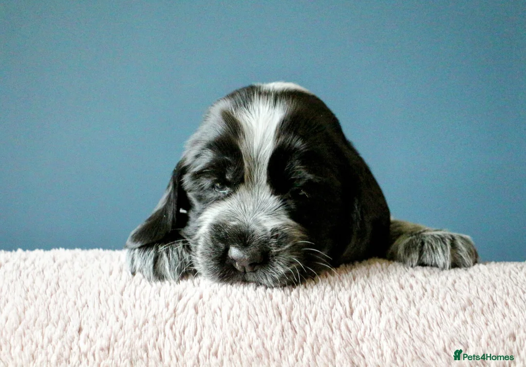 Cocker Spaniel dogs for sale: KC registered show type Cocker spaniel puppies  in Macclesfield - Advert 2