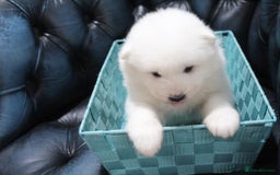 Samoyed dogs for sale: Bundle of joy and fluff - Image 12