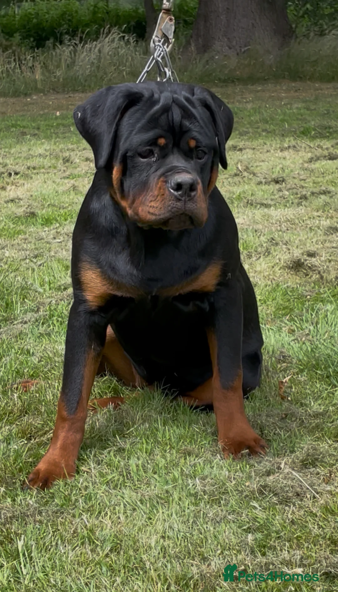 Gallery Image {{count}}