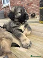 Caucasian Shepherd Dog baby blue aka Thor