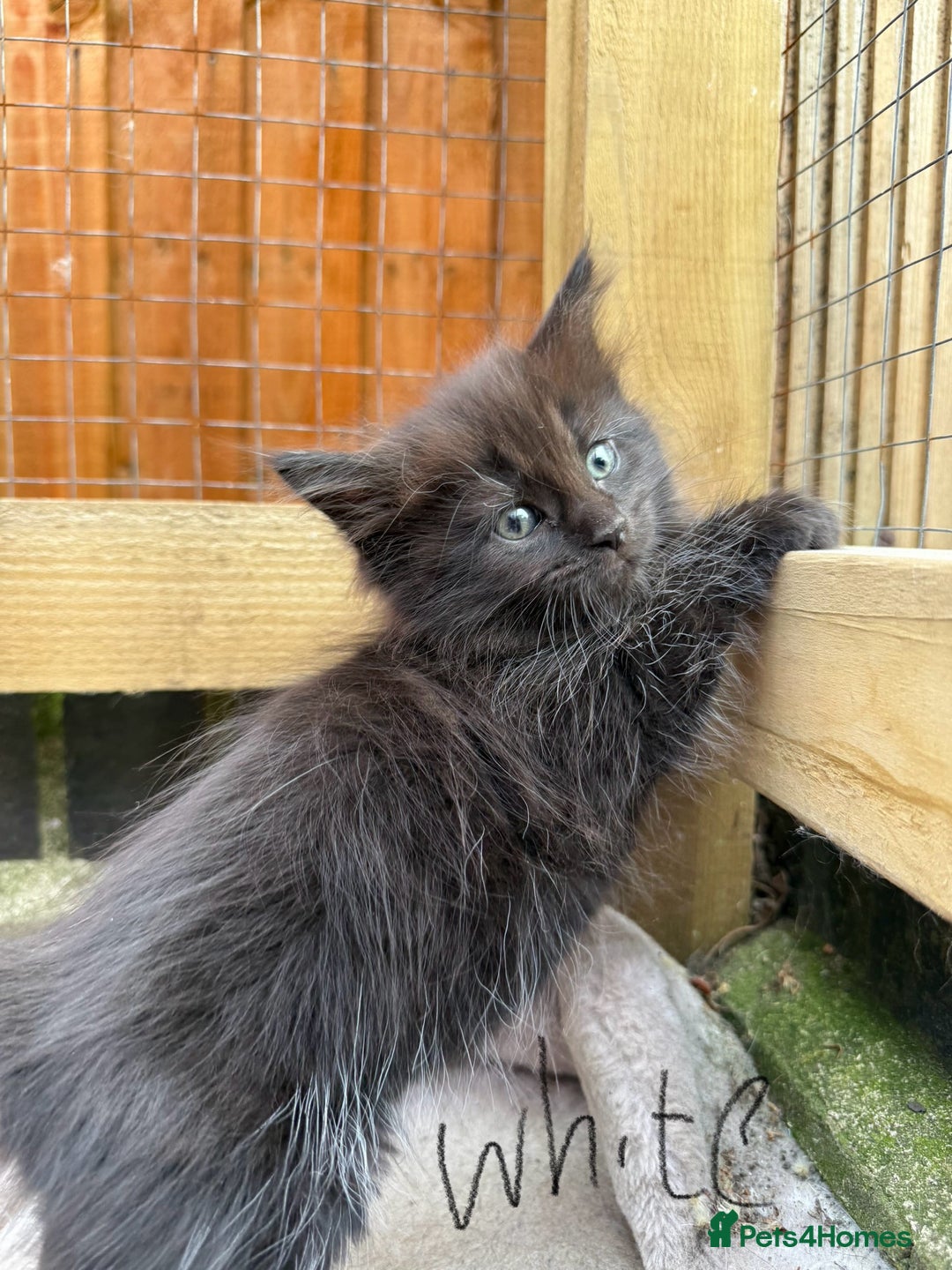 Maine Coon cats for sale: Maine coon cross kittens - Image 13