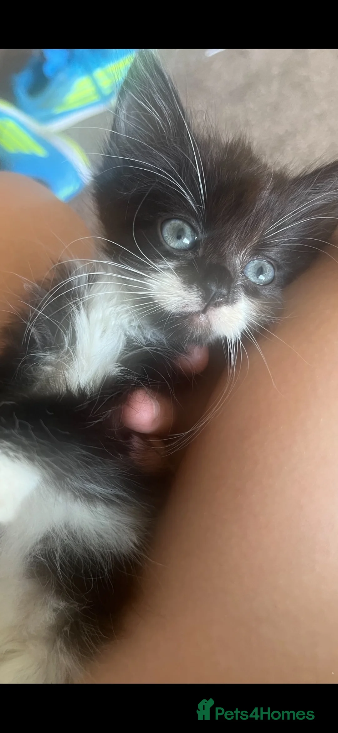 Mixed Breed cats for sale: 3 beautiful girl kittens  - Advert 4