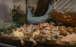 Snails invertebrates for sale: Ggghhg - Image 5