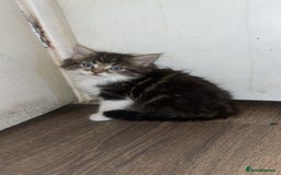 Mixed Breed cats for sale: Kittens for sale! - Image 6