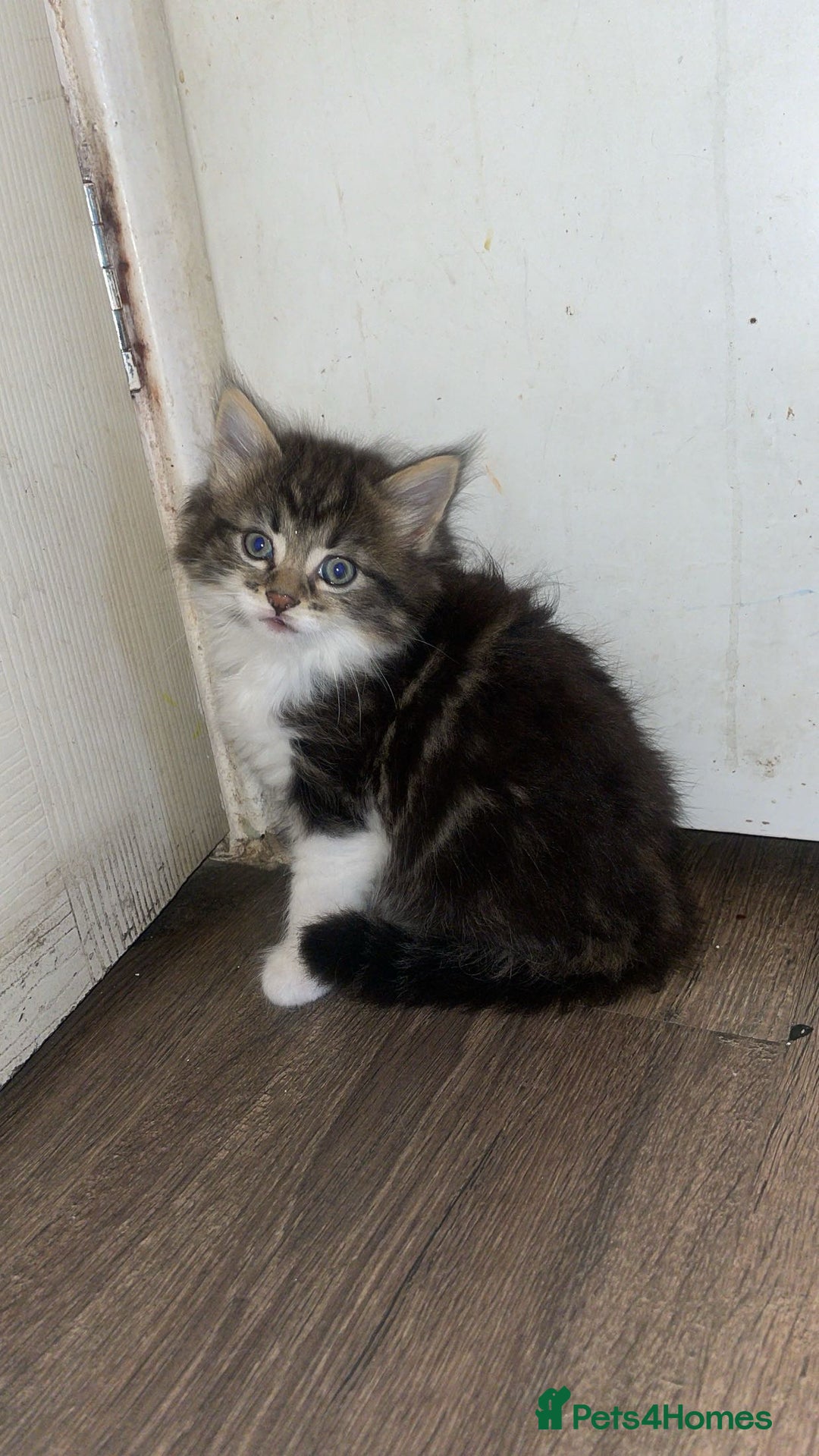 Mixed Breed cats for sale: Kittens for sale! - Image 6