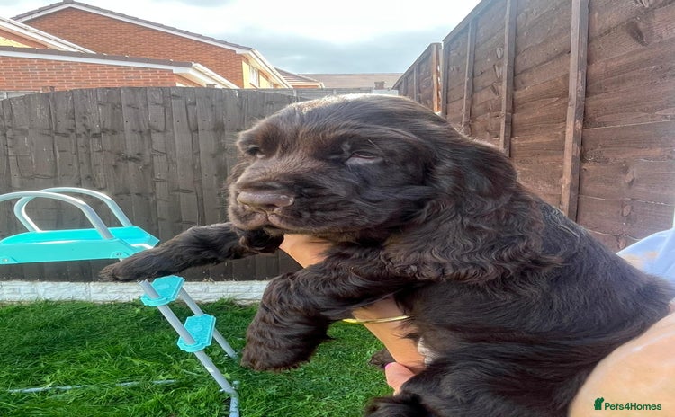 Cocker Spaniel dogs - Advert 14