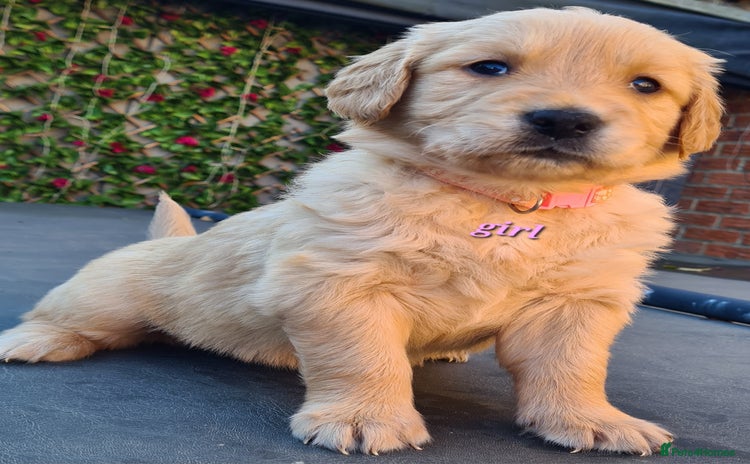 Golden Retriever dogs - Advert 7