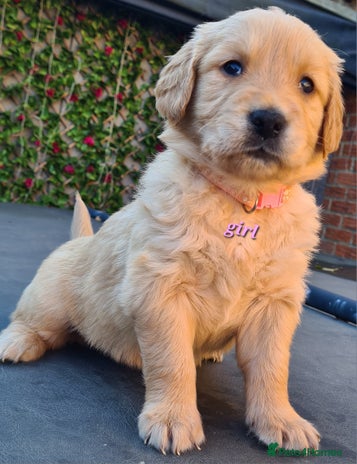 Golden Retriever dogs - Advert 7