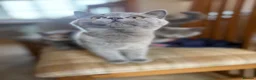 British Shorthair cats for sale: British shorthair kittens  - Advert 5
