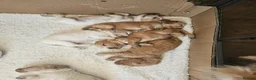 Cocker Spaniel dogs for sale: Stunning show KC Registered Cocker Spaniel pups in Omagh - Advert 18