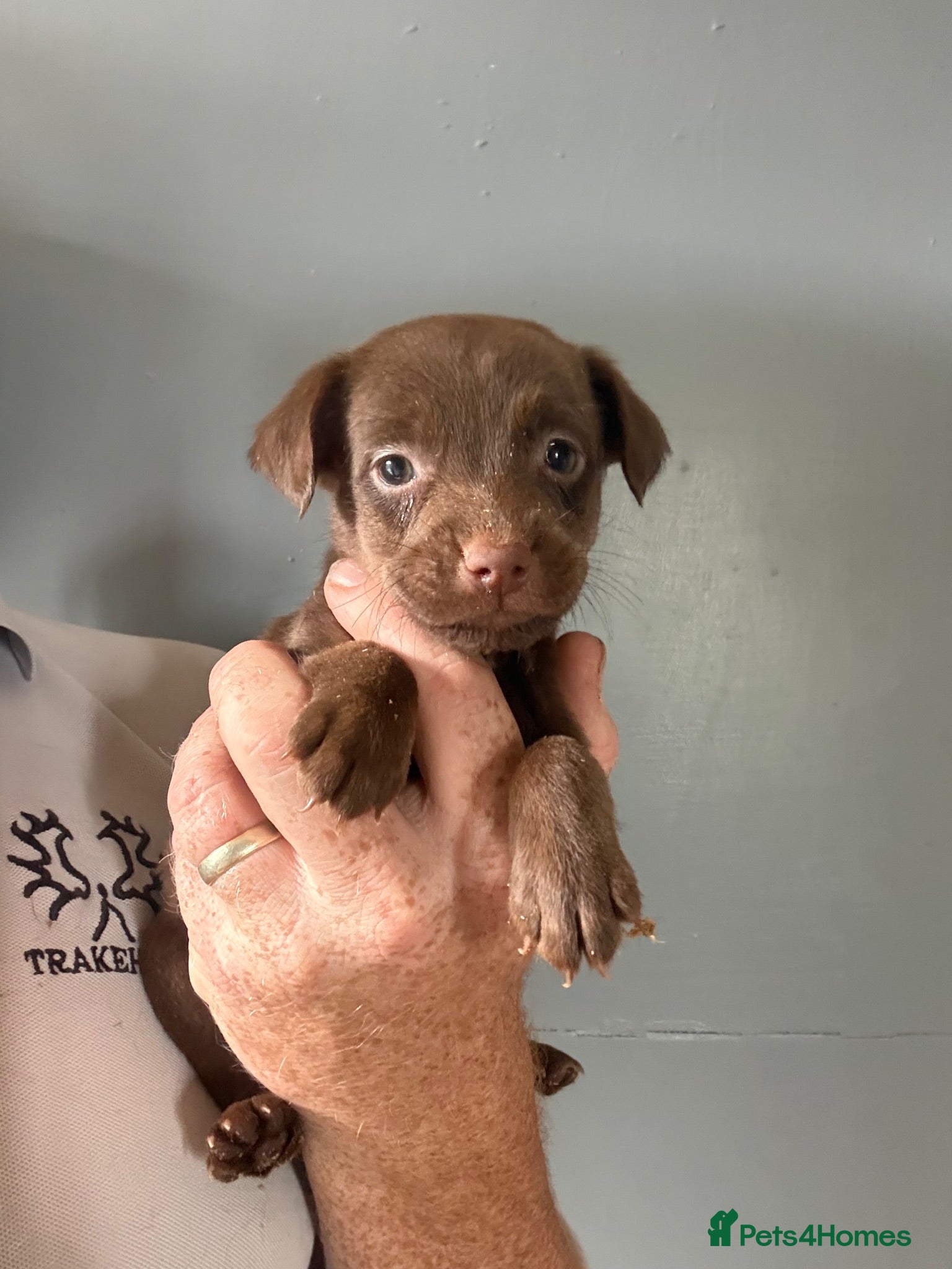 Patterdale Terrier dogs Quality Patterdale Pups Available  - Advert 2