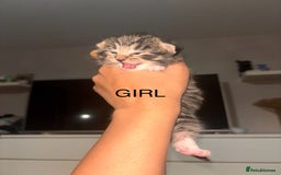 Maine Coon cats for sale: Mainecoon X Siberian  - Image 2