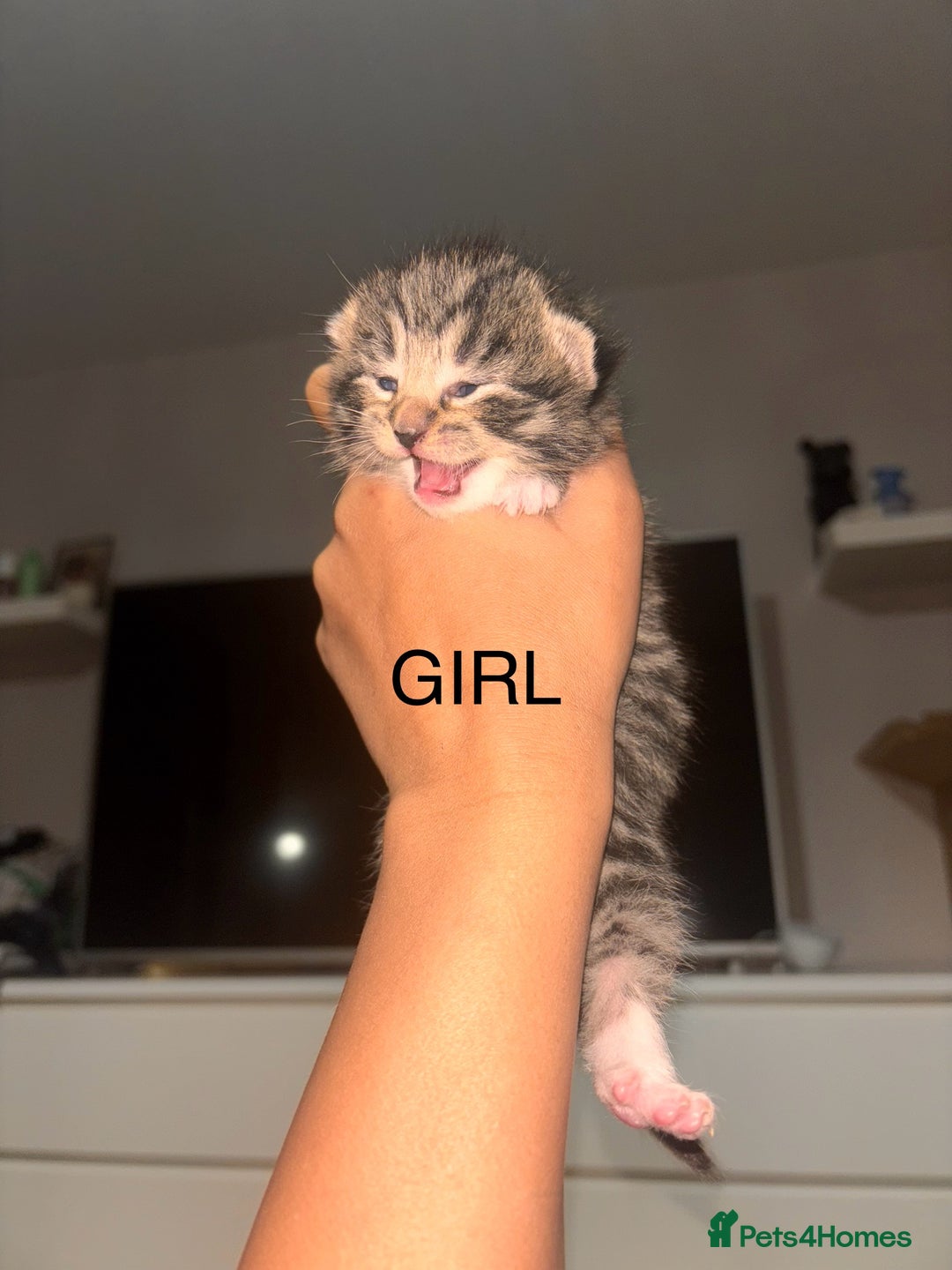 Maine Coon cats for sale: Mainecoon X Siberian  - Image 2