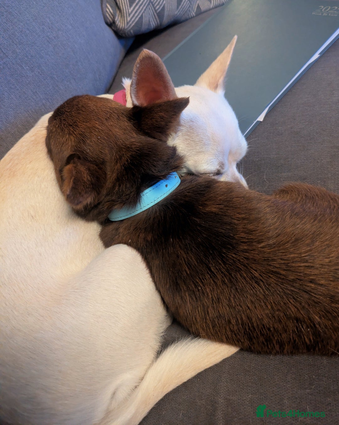 Chihuahua dogs for sale: Chihuahua boy merle - Advert 5