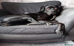 Cane Corso dogs for sale: Boo female  - Image 2