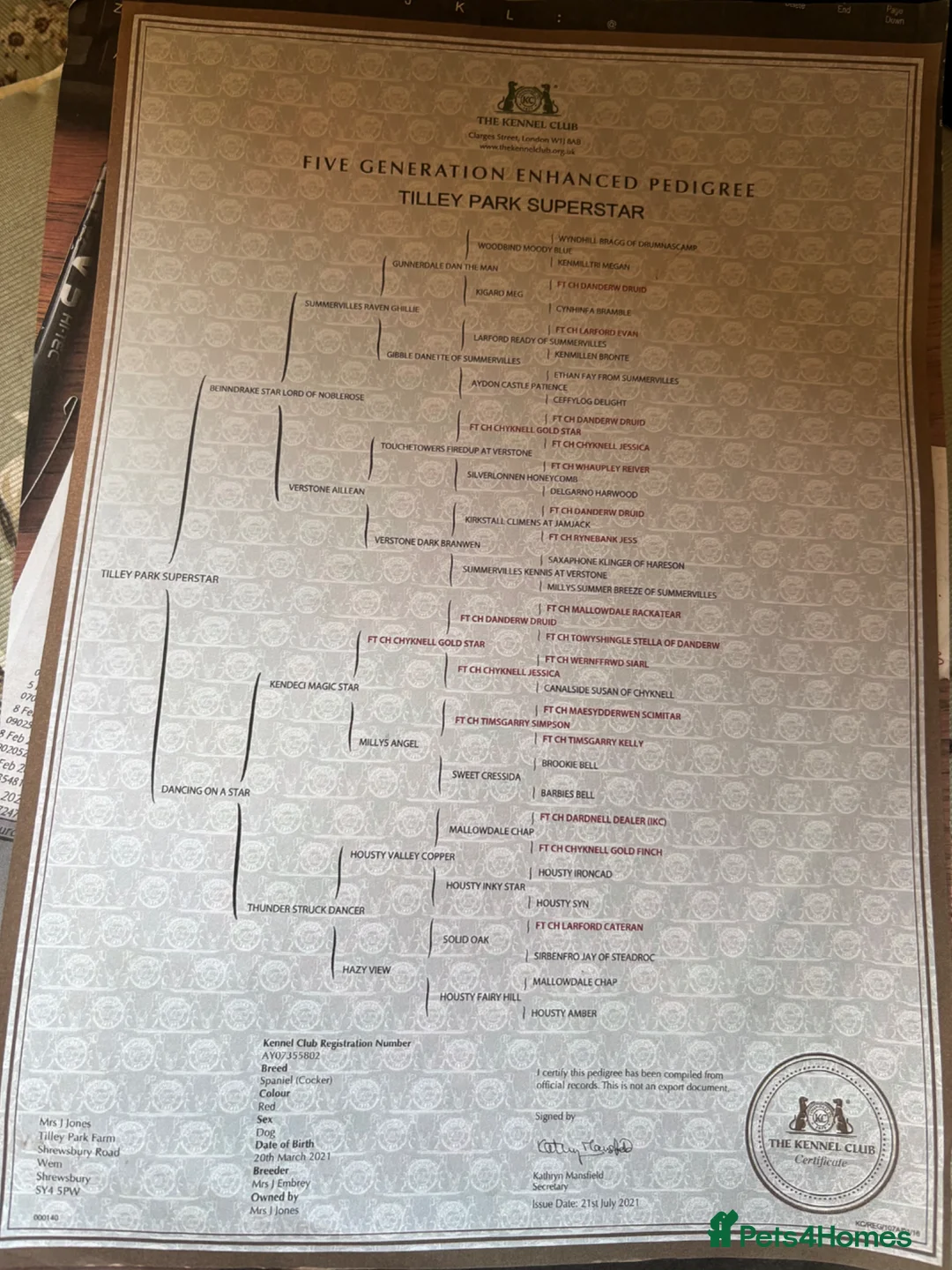 Cocker Spaniel dogs for sale: My pretty bitch Maisie has had six gorgeous pups in Shrewsbury - Advert 19