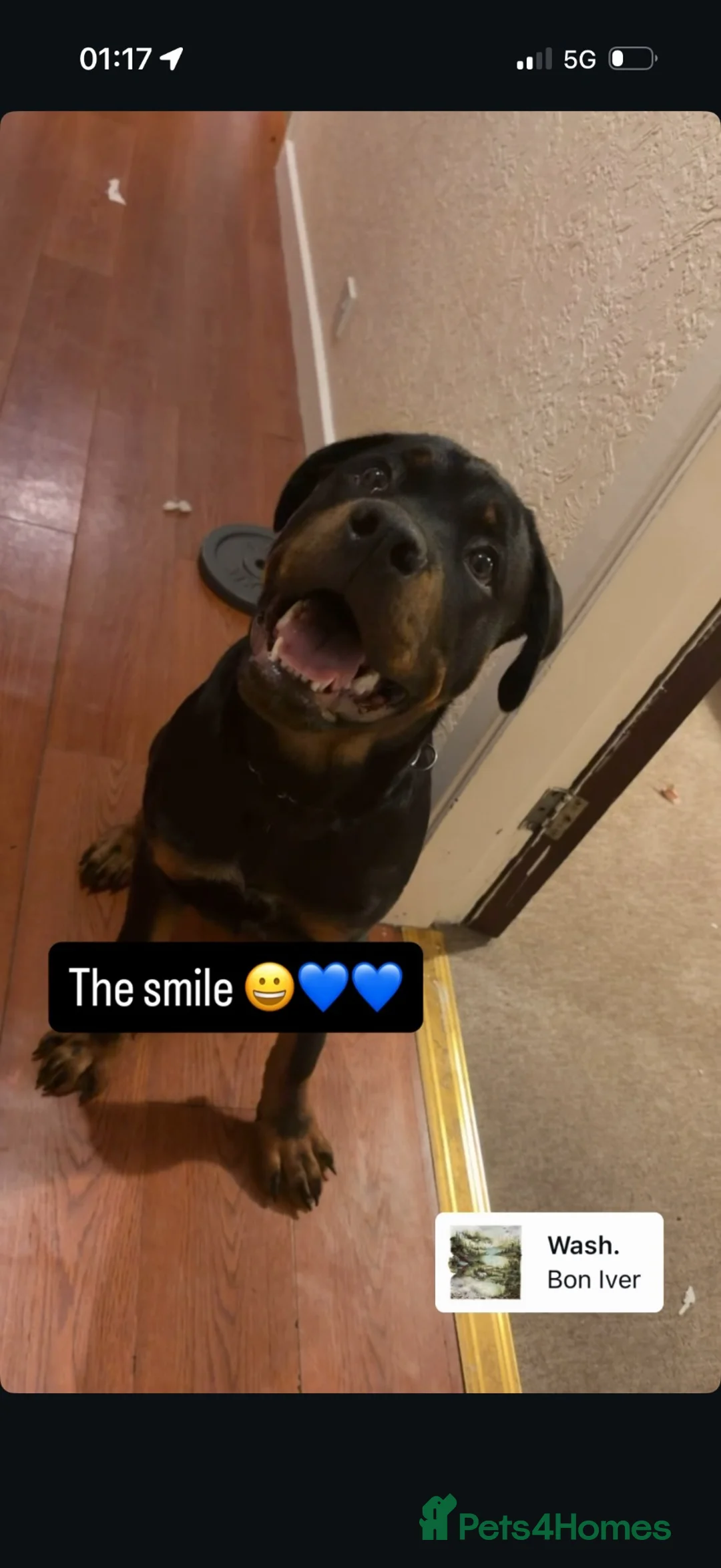 Rottweiler dogs for sale: Rottweiler for sale in Wolverhampton - Advert 1