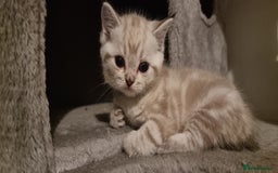 Persian cats for sale: Five loveable Persian kittens  - Image 1