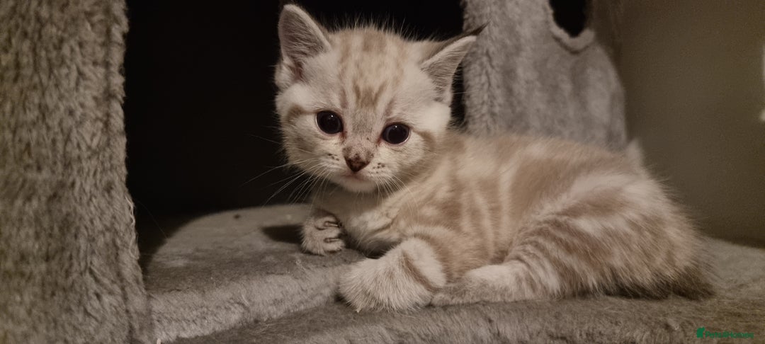 Persian cats for sale: Five loveable Persian kittens  - Image 1