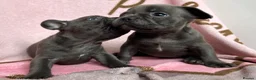 French Bulldog dogs for sale: Blue French bulldog puppies  - Advert 10