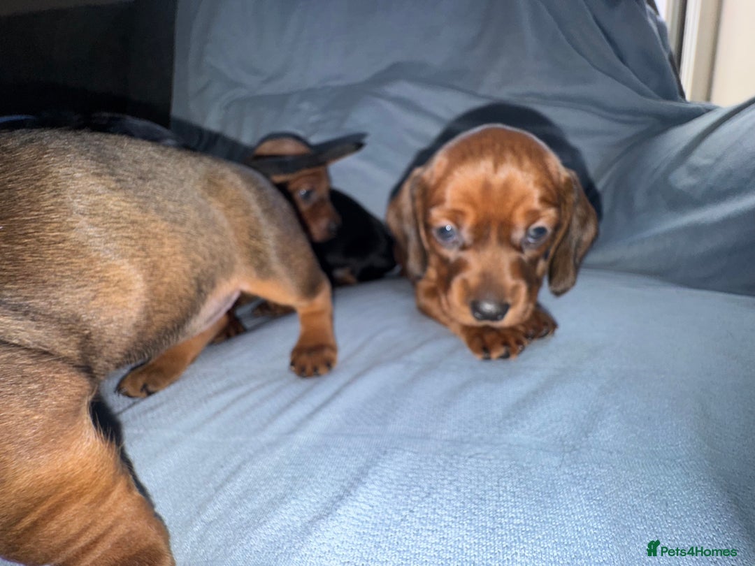 Mixed Breed dogs for sale: Docker - miniature daschund X American cocker  - Image 12