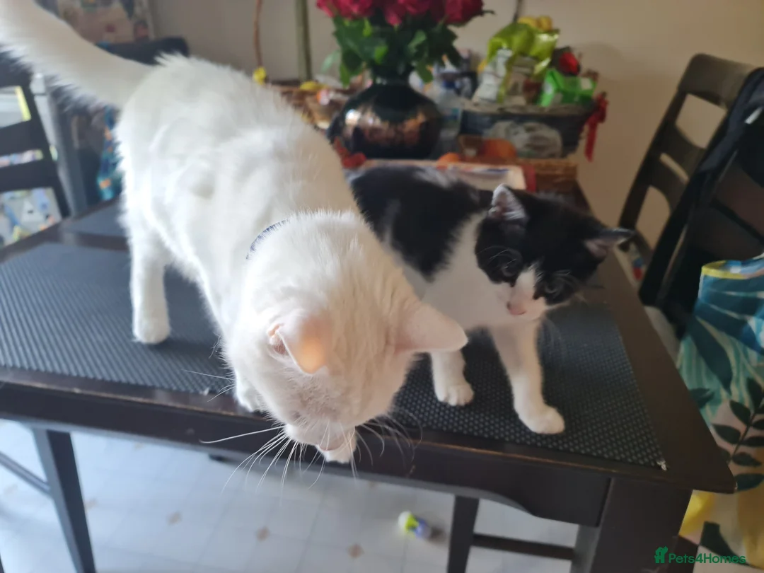 Mixed Breed cats for sale: ***Black and white Male kitten for sale*** - Advert 17