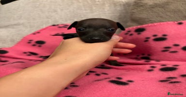 Italian Greyhound dogs - Advert 7