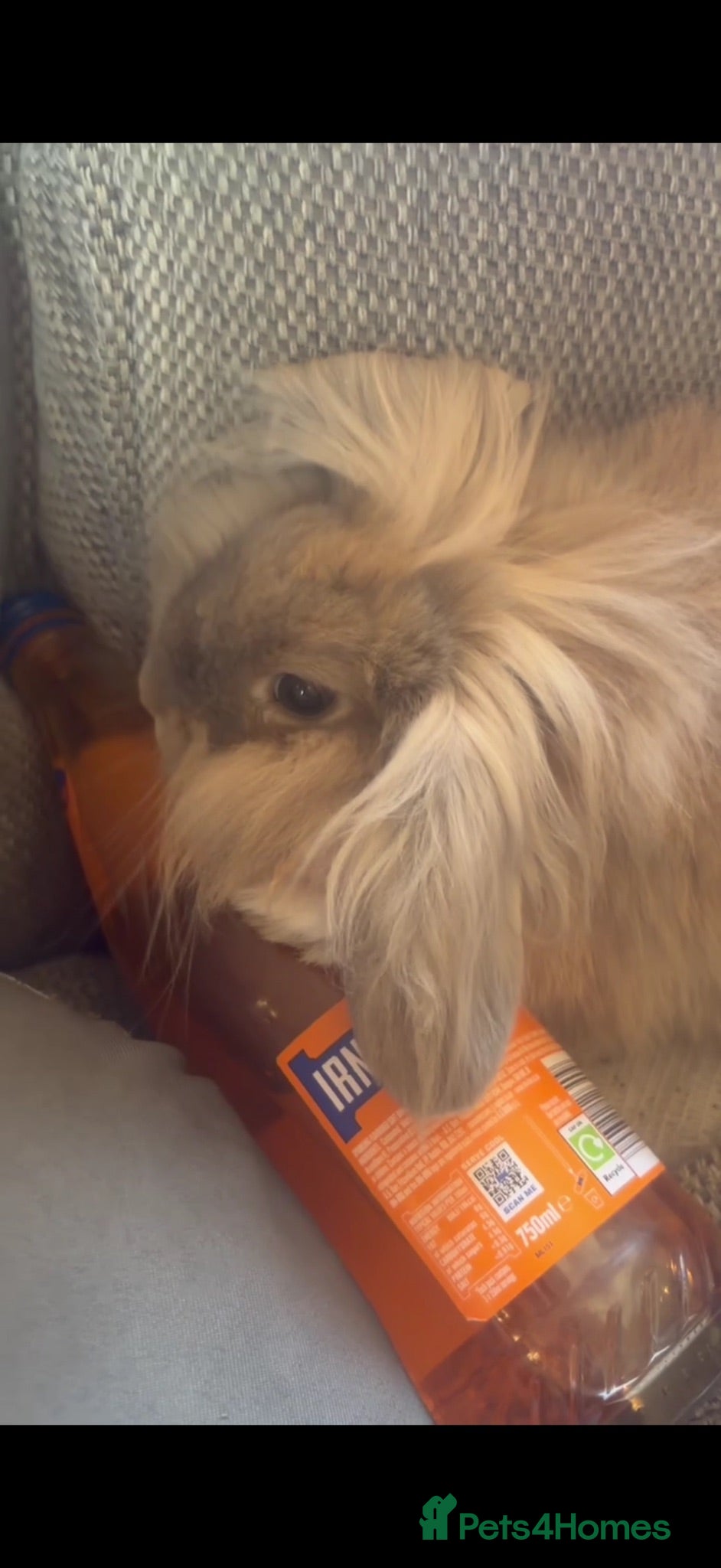 Mini Lion Lop rabbits Beautiful mini lion lop needing a new home  - Advert 5