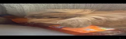 Mini Lion Lop rabbits for sale: Beautiful mini lion lop needing a new home  - Advert 1