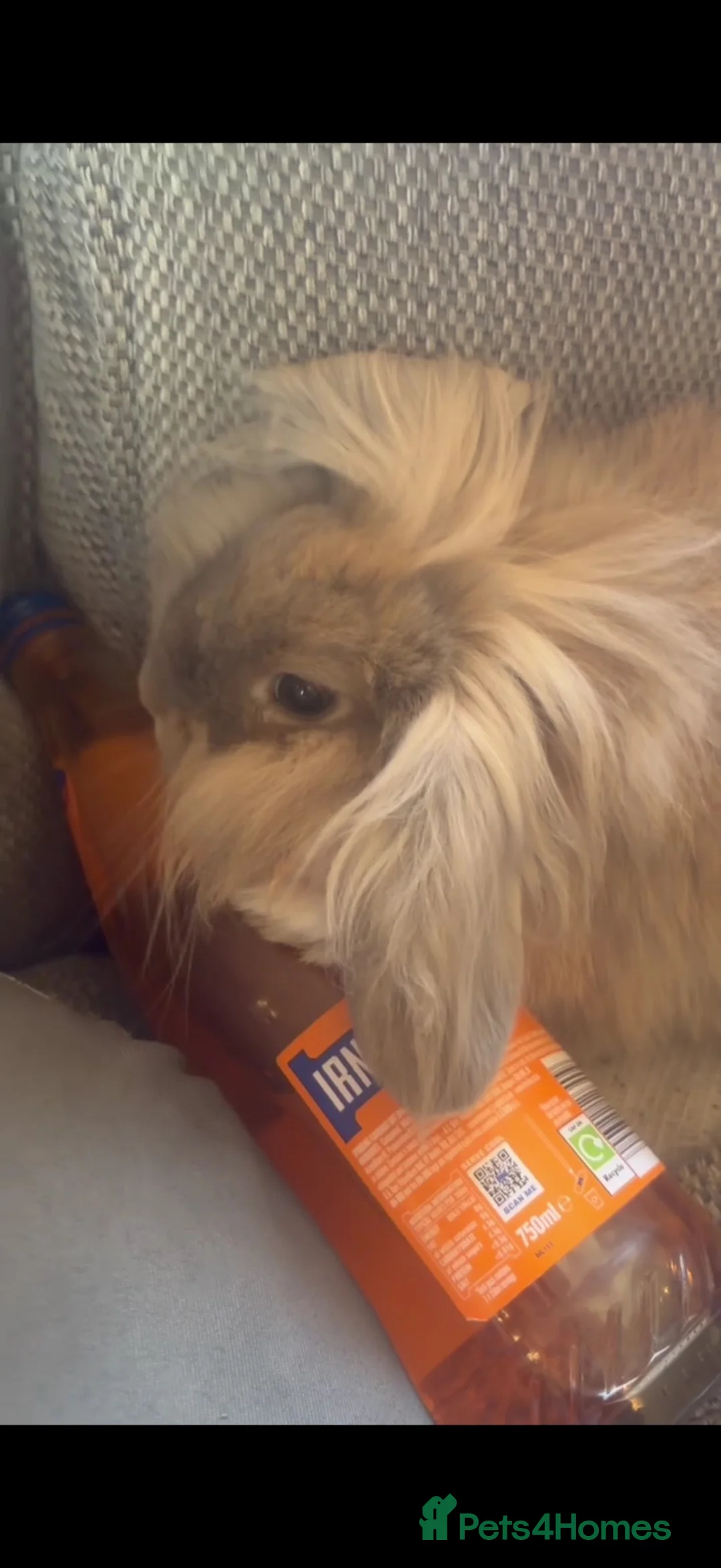 Mini Lion Lop rabbits for sale: Beautiful mini lion lop needing a new home  - Advert 1