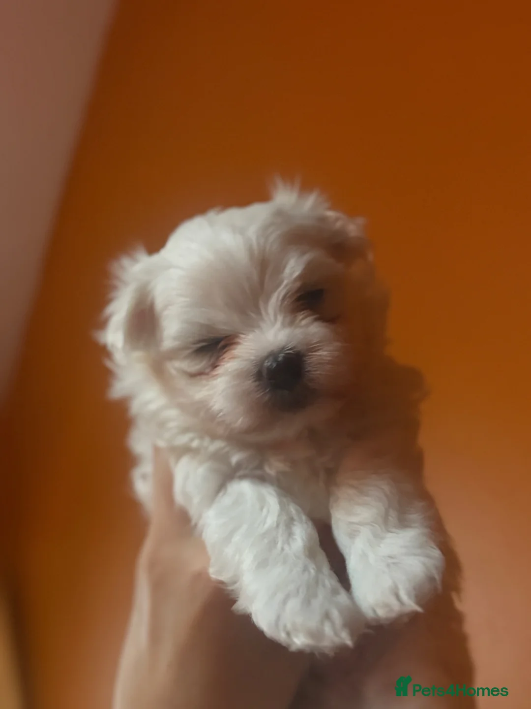 Maltese dogs for sale: Korean maltese puppy’s  - Advert 2