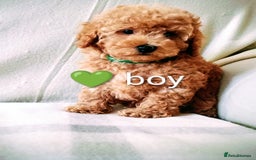 Toy Poodle dogs for sale: Tiny Toy Poodle - Image 10