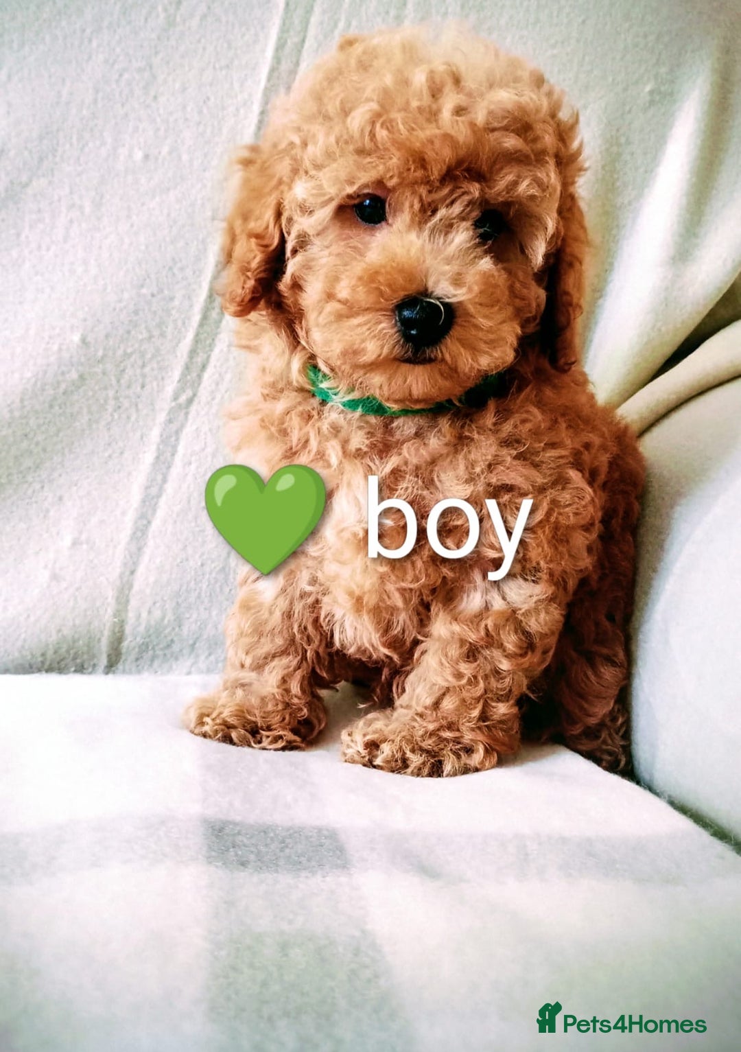 Toy Poodle dogs for sale: Tiny Toy Poodle - Image 10