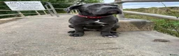Cane Corso dogs for sale: Adorable Female Puppy Blue Cane Corso available - Advert 2