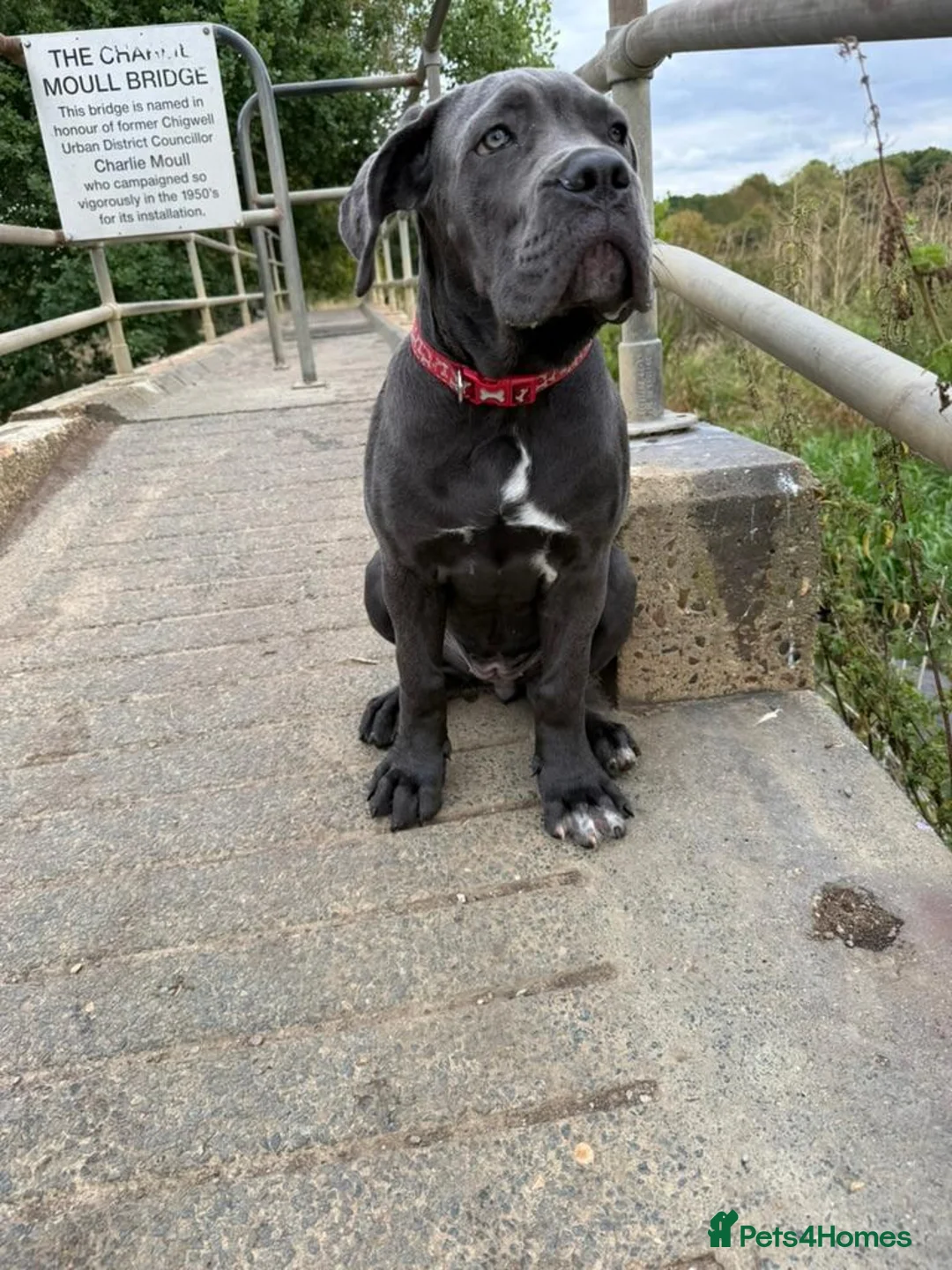 Cane Corso dogs for sale: Adorable Female Puppy Blue Cane Corso available - Advert 2