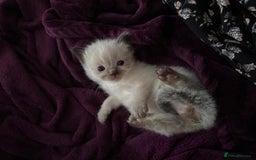Ragdoll cats for sale: 7 beautiful lynx blue/seal point ragdoll kittens - Image 10