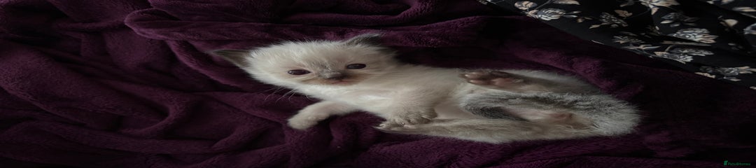 Ragdoll Kitten 6