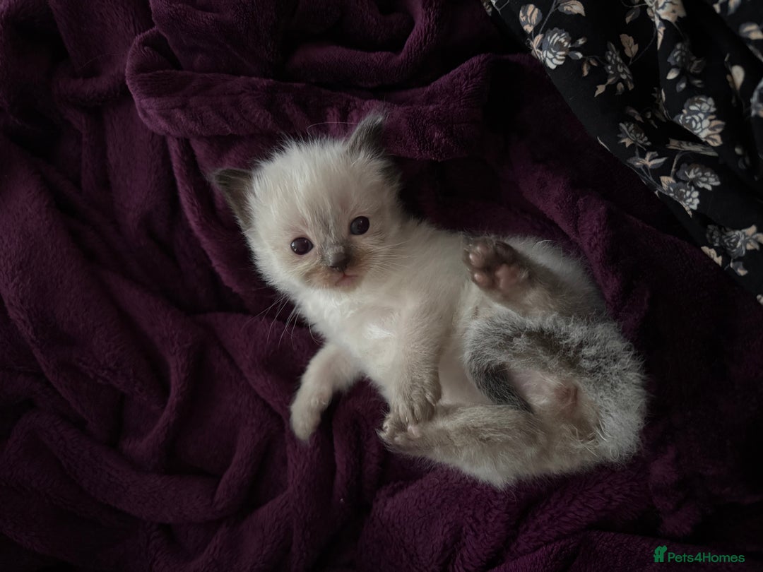 Ragdoll cats for sale: 7 beautiful lynx blue/seal point ragdoll kittens - Image 10