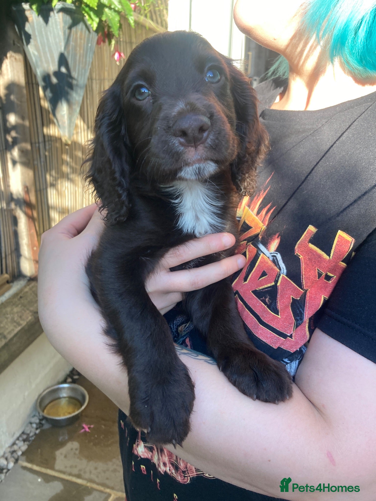 Cocker Spaniel dogs Cocker spaniel puppy (no docked tail) - Advert 8