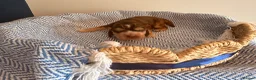 Cocker Spaniel dogs for sale: Outstanding KC registered Cocker Spaniel Puppies  - Advert 11