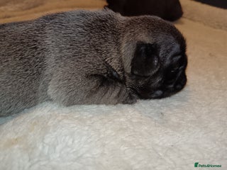 Pug dogs PEDIGREE PUG PUPPIES - Advert 5