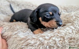 Miniature Dachshund dogs for sale: Beautiful Mini Daschounds Babies For Sale - Image 1