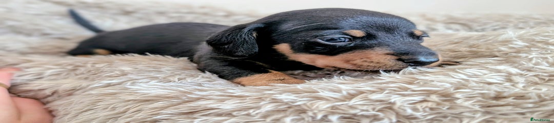 Miniature Dachshund Puppy 1