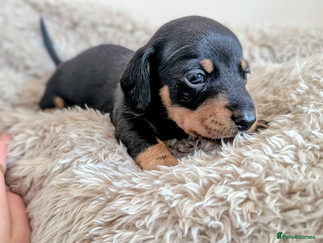 Miniature Dachshund dogs for sale: Beautiful Mini Daschounds Babies For Sale - Image 1