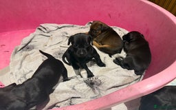 Mixed Breed dogs for sale: Patterdale terrier x cocker spaniel puppy’s  - Advert 9